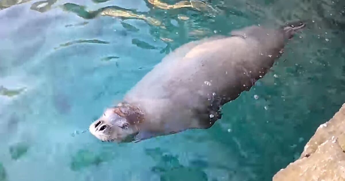 Morski čovik će se vratiti kad mu čovjek ne bude blizu: "Za 20 godina planet će biti u neprepoznatljivom stanju"