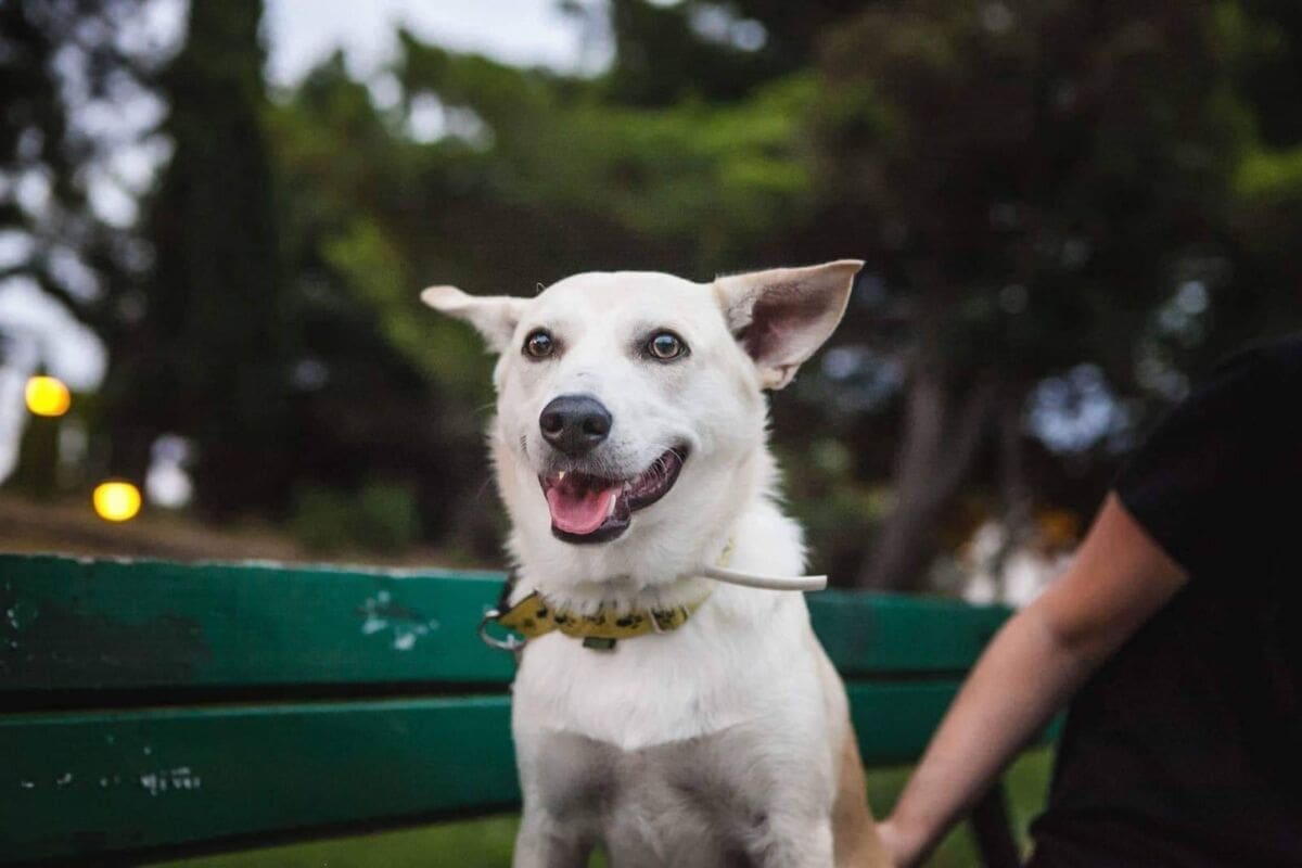 Tofu je star pola godine i hitno mu treba novi dom: S djecom je divan i nježan
