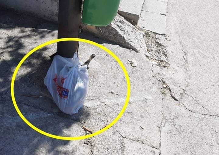 LEŠINE NA ULICAMA Šibenčani bacaju mrtve ljubimce na cestu, za zbrinjavanje treba platiti nemali novac