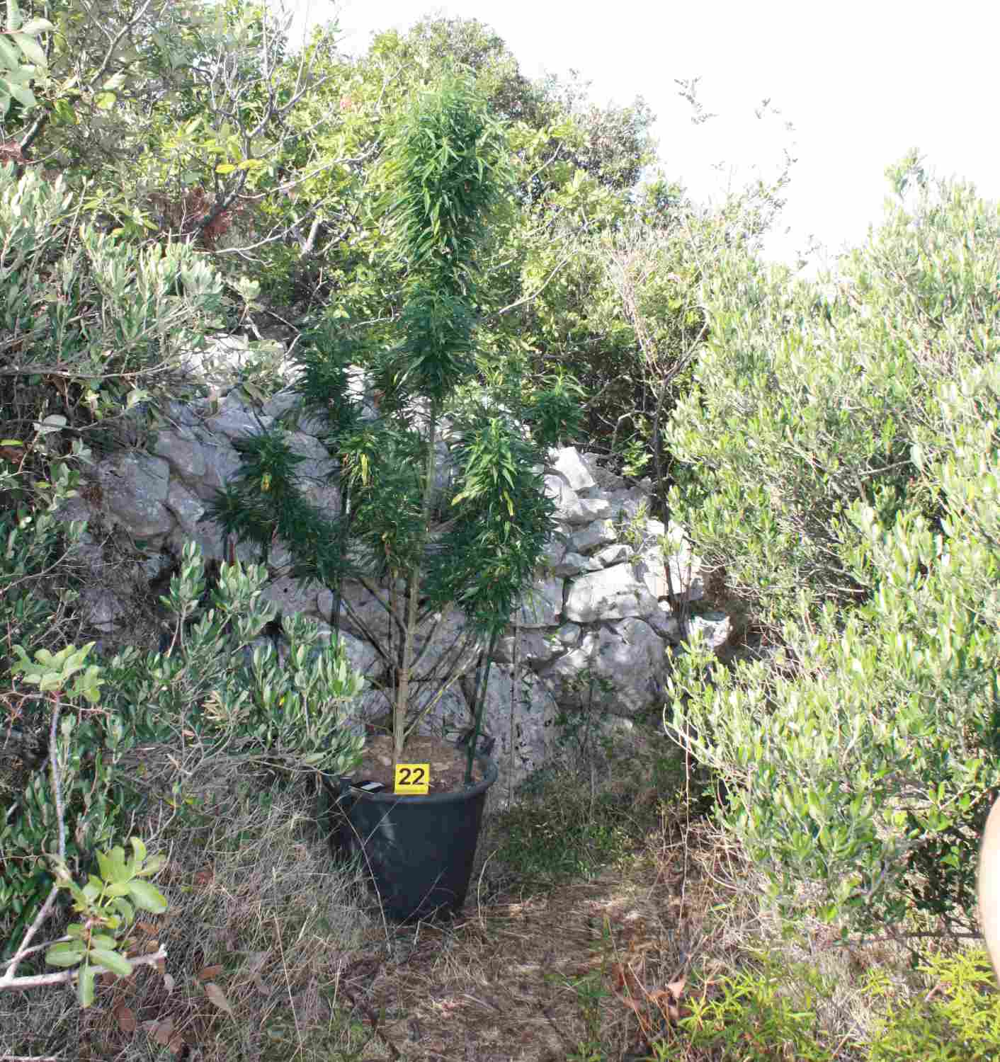 marihuana-hvar(1)