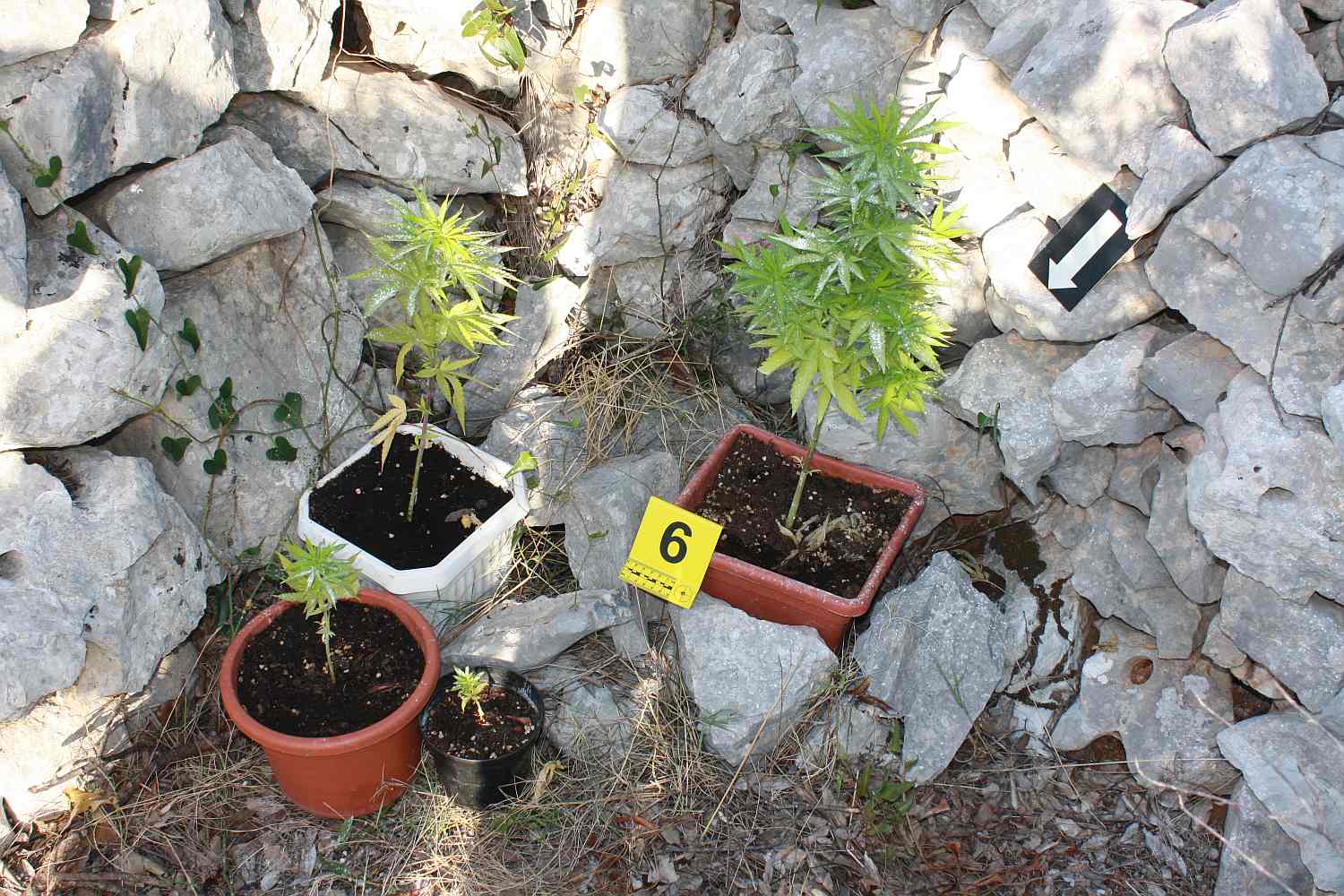 Hvaranin (31) u masliniku skrio 47 stabljika marihuane: Završio u pritvoru