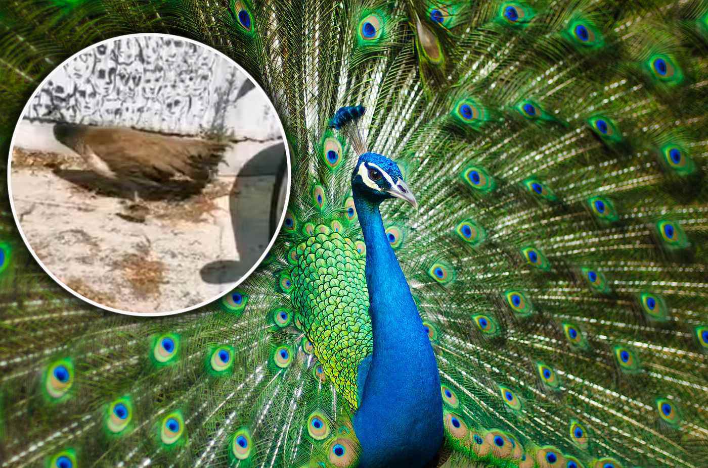 Ženka pauna se "pohvalila" mališanima na ulicama Splita