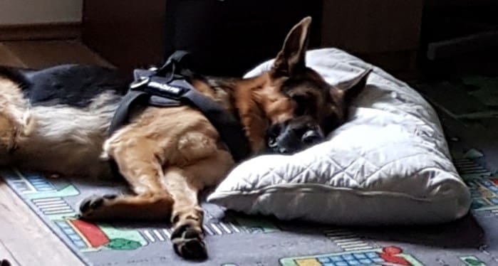 Uginuo vatrogasni pas Rex kojeg su pretukli provalnici