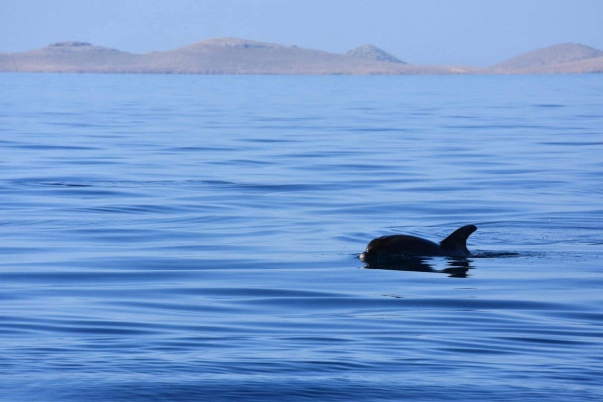 dupini-delfini-monika-lobosova(1)