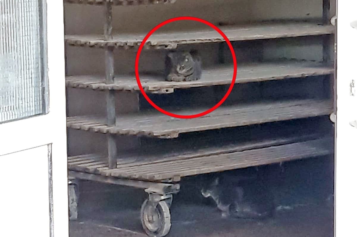 ŠTO ĆE REĆI KUPCI? U ovoj se splitskoj pekarnici životinje izležavaju po policama za kruh