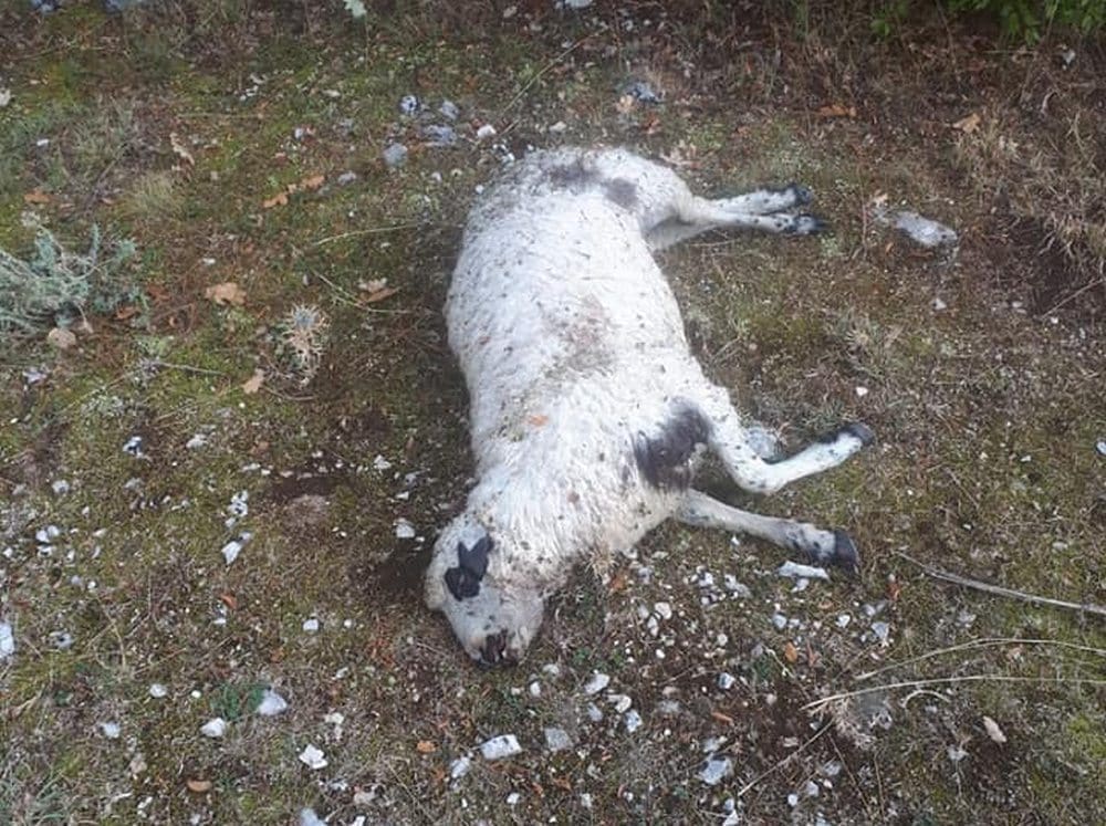 NADOMAK SPLITA VUK ZAKLAO OVCE Još se 'namjestio' i za fotografiju