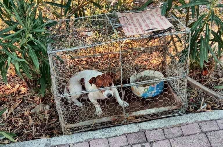 PRIZOR KOJI JE ZGROZIO SPLIT Pas ostavljen u malom kavezu nasred Žnjana