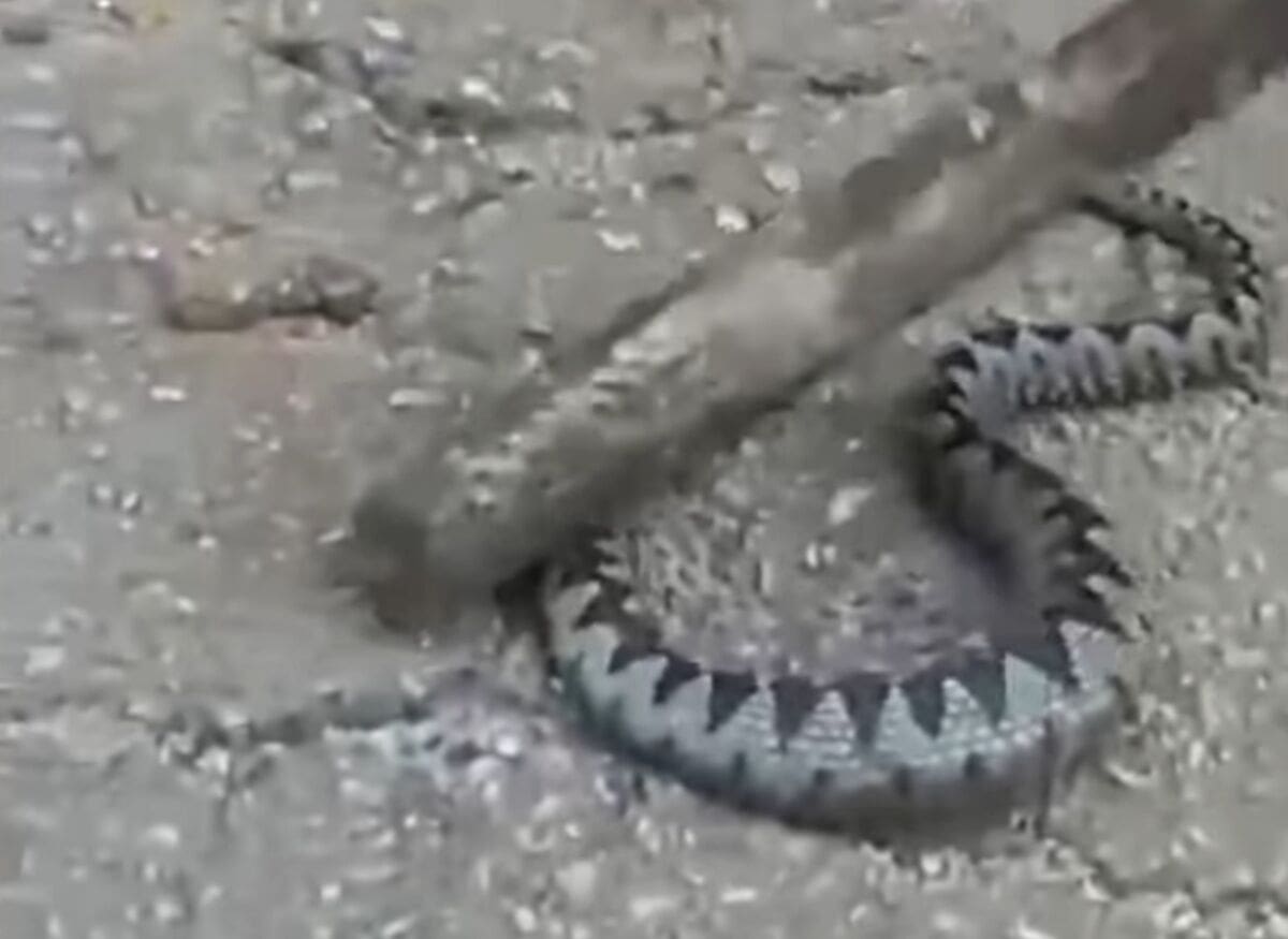 Uhvatio poskoka pa mu postao kućni ljubimac. Svi ga vole u gradu