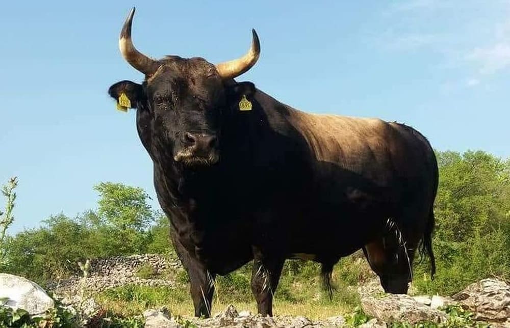 Deseti dan otkako je bik Jerry utekao iz klaonice: "Sve nas je iscrpila ova potraga, mogu misliti kako je jadnome Jerryju"