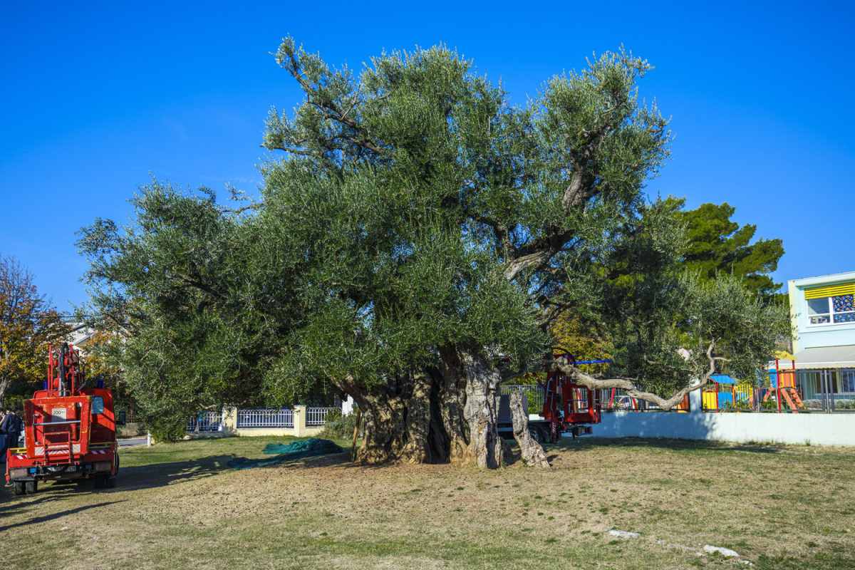 branje_masline_kastela_(1)