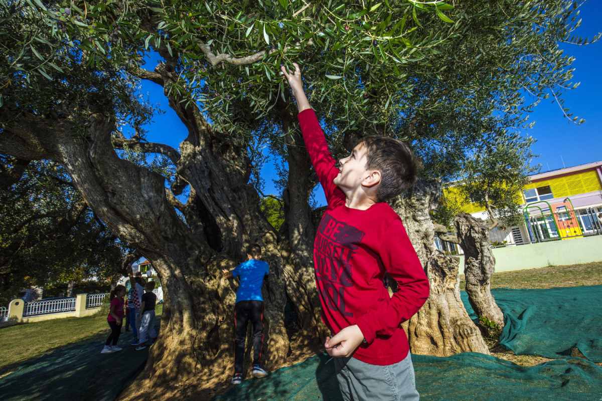 USPJEŠNE BERBE U KAŠTELIMA Stara maslina dala tri puta više ploda nego lani
