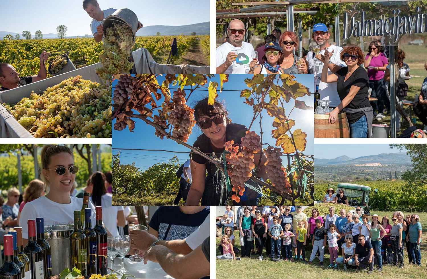 Sve generacije došle iskusiti jematvu Dalmacijavina: "Ovo je bio prekrasan doživljaj, želimo doći i sljedeće godine!"
