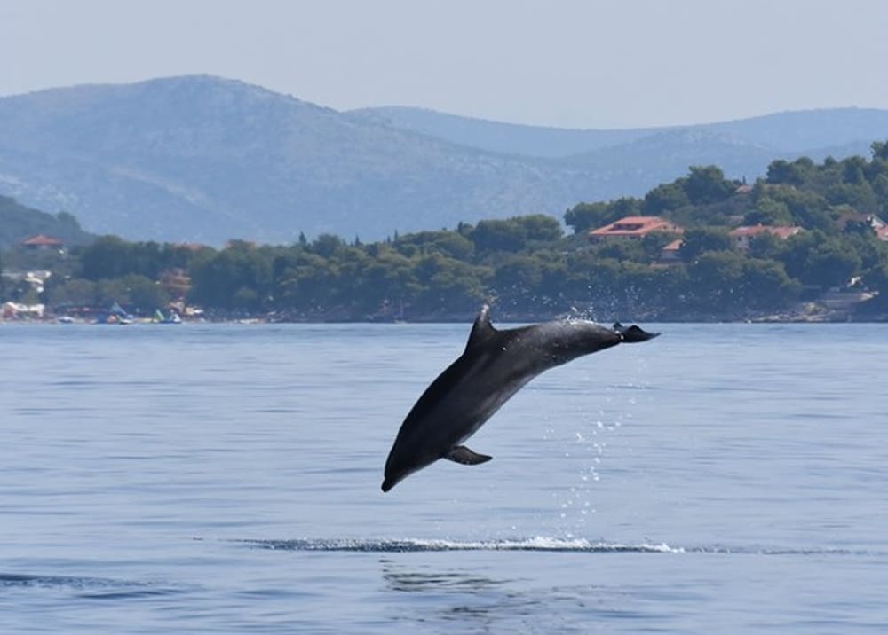 UGODNO IZNENAĐENJE Zaigrani dupin oduševio skokovima u more