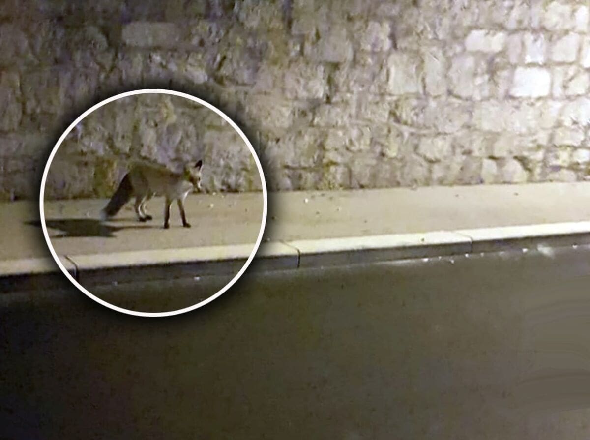 UKAZALA SE NA MARJANU Lija iskočila iz šume i izašla u noćnu šetnju na Mejama. Nije se bojala ljudi