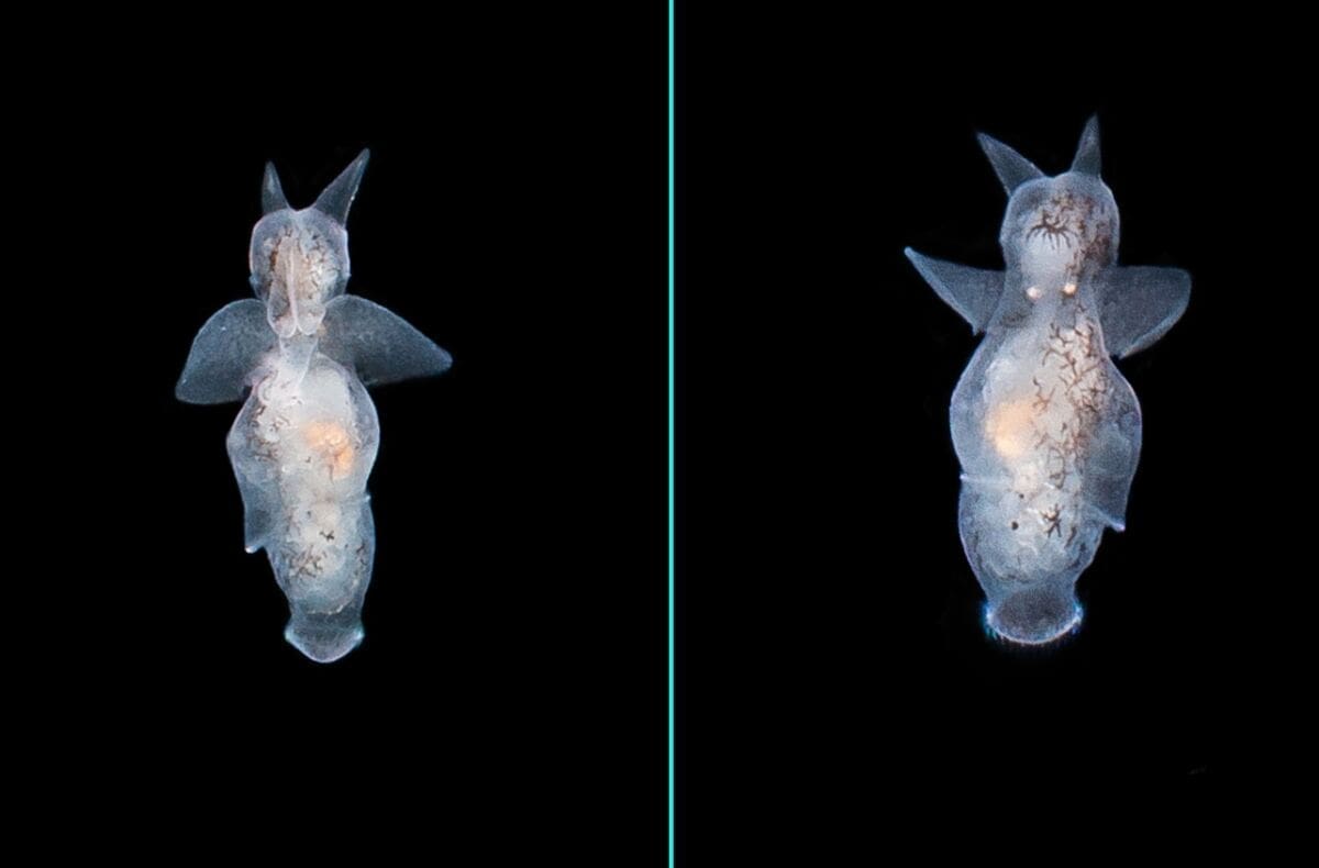 ČUDESNA BIĆA: U Jadranu se pojavili morski anđeli. Uočeni su u moru kod Čiova