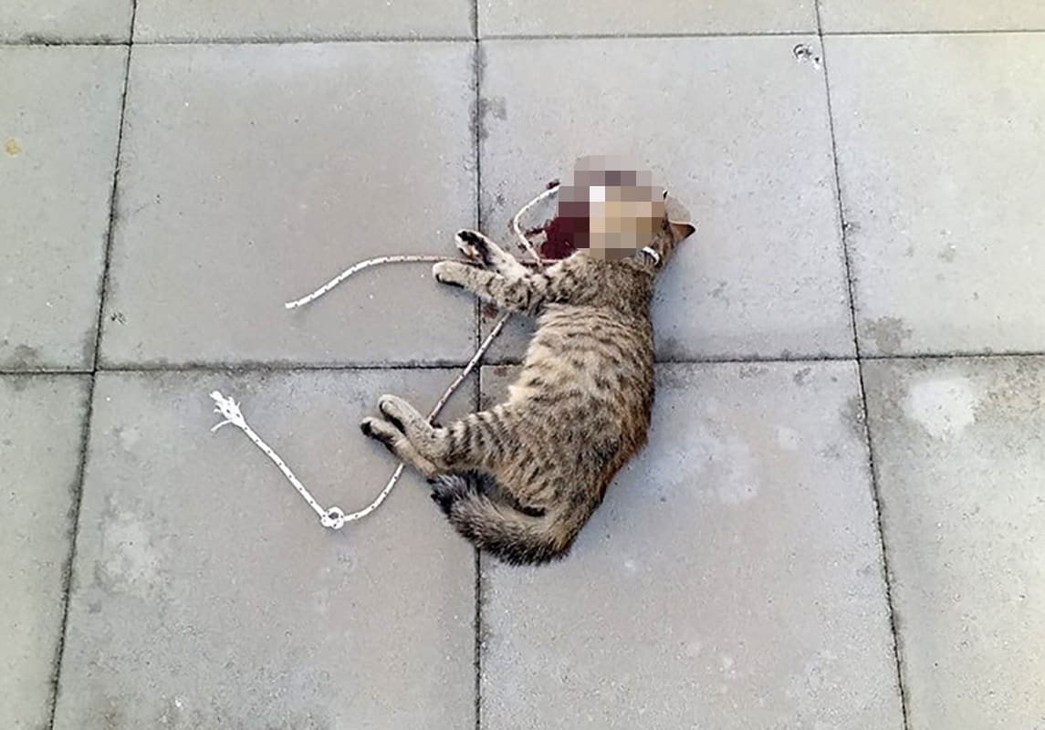 UZNEMIRUJUĆI SADRŽAJ Monstrum(i) svezali mačku i bacili je s vrha zgrade u Splitu, na licu mjesta je uginula