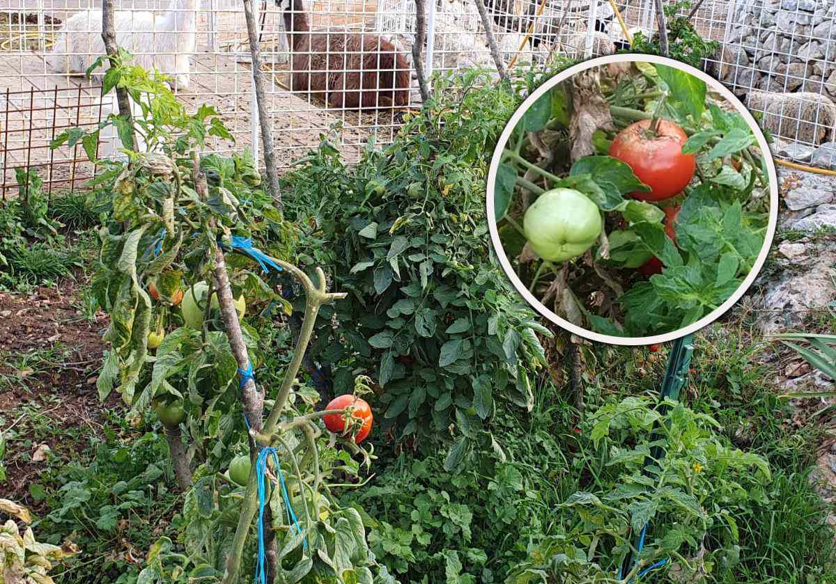 Rijetko viđeni prizori u Zamosorju: Pome se u vrtu crvene kao usred ljeta