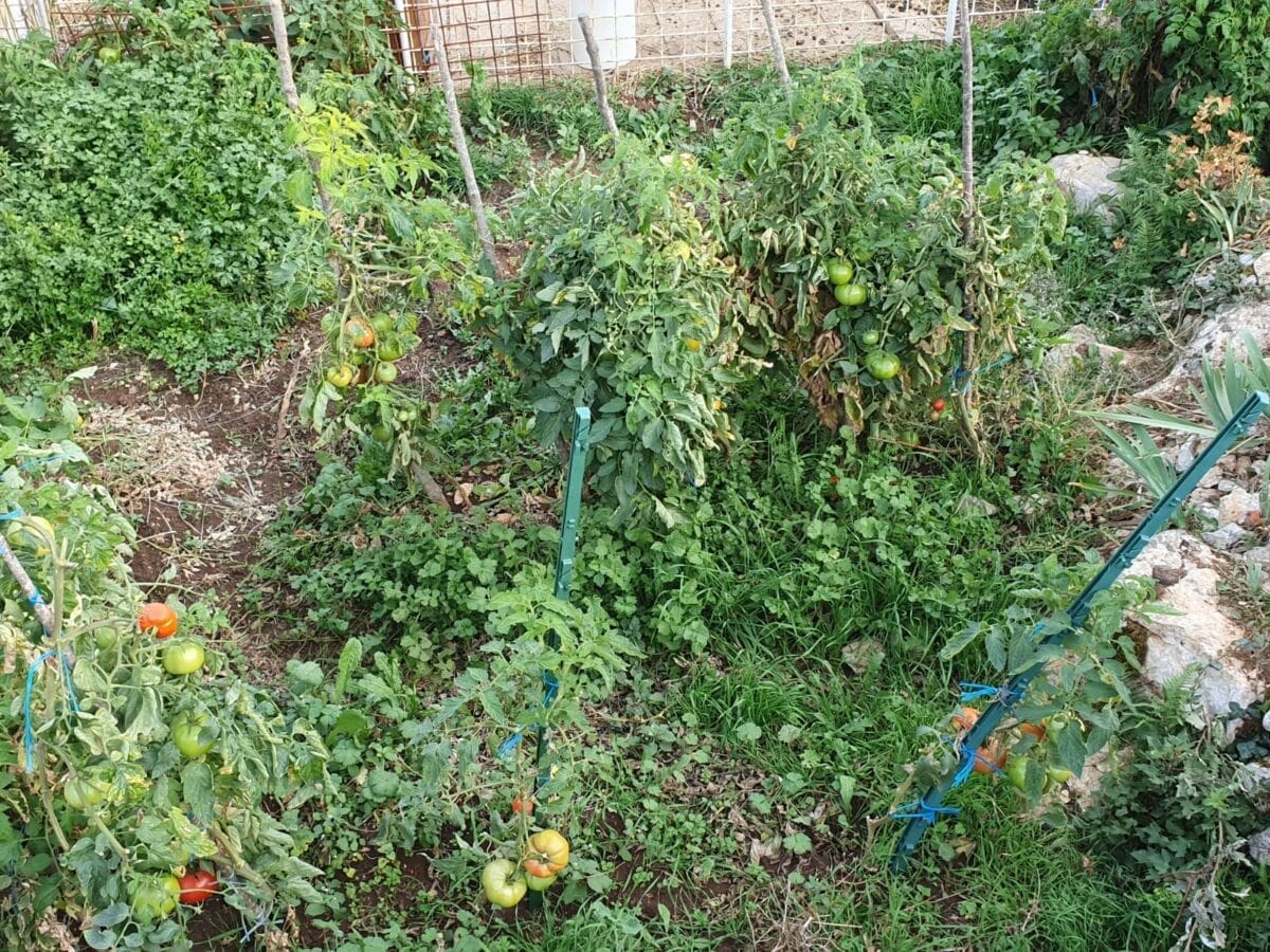 pome_dolac_gornji(1)