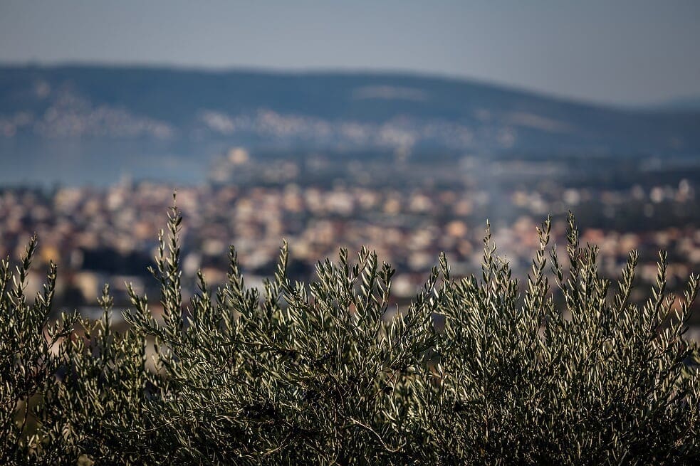 sv_juraj_masline1-261019