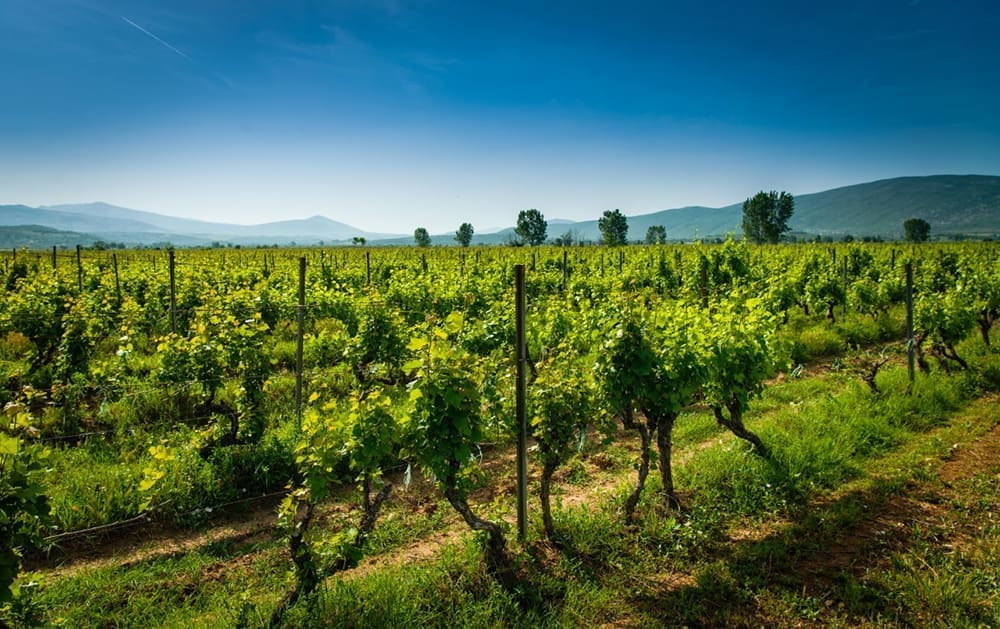 KRIZA TEŠKO POGODILA DALMATINSKE VINARE "Nema novih narudžbi, čak je i prije dogovoreni izvoz storniran ili smanjen i do 70 posto"