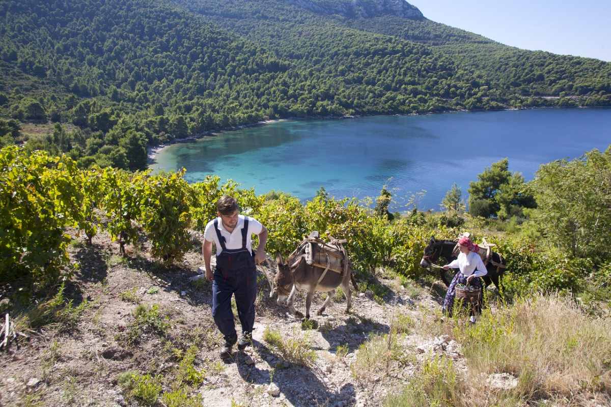 PELJEŠKA VINA "Svaku sortu hvali, ali plavac mali sadi"
