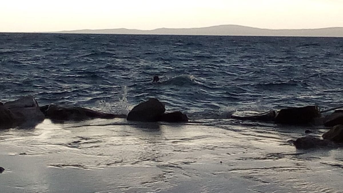 JUGO ĆE KAŽU Veliki valovi nisu omeli hrabrog kupača na Zenti