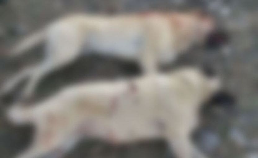 UZNEMIRUJUĆE 'Prijatelji životinja' objavili fotografije: 21-godišnjak brutalno ubio pse