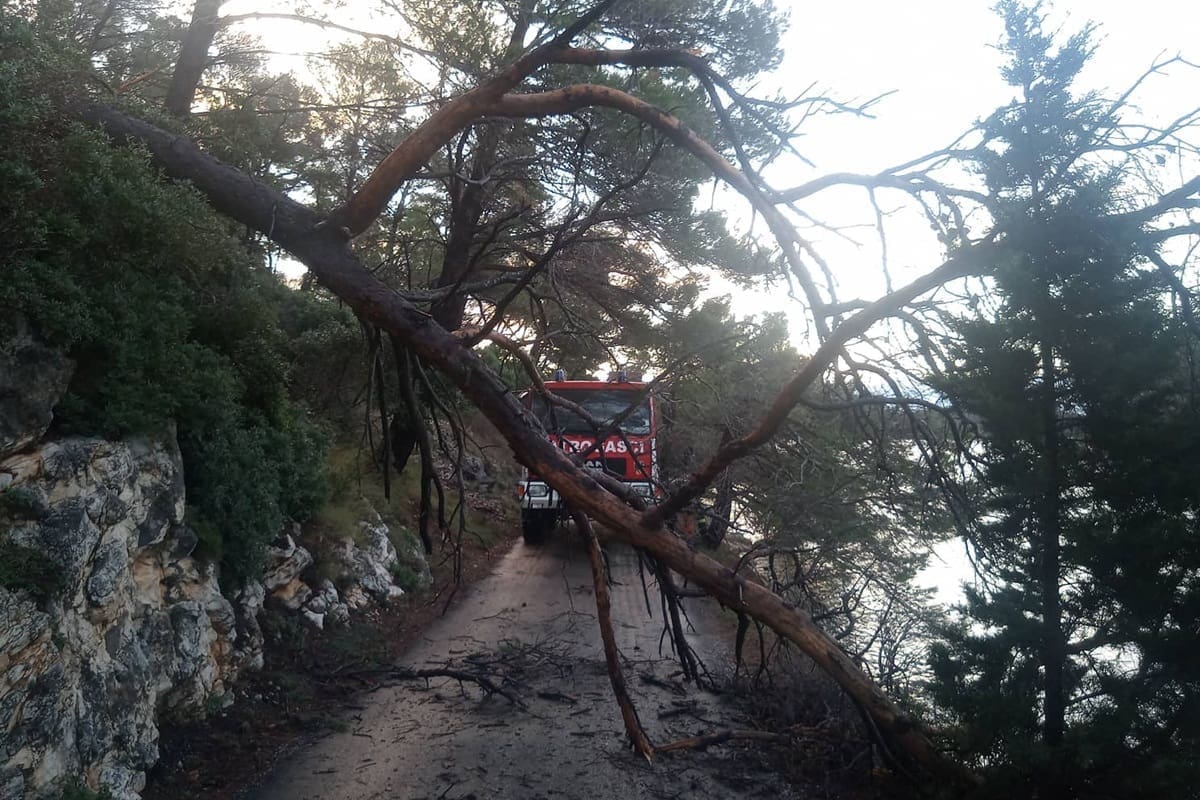 Posljedice velikog nevremena: Vatrogasci uklanjaju porušena stabla na Mljetu