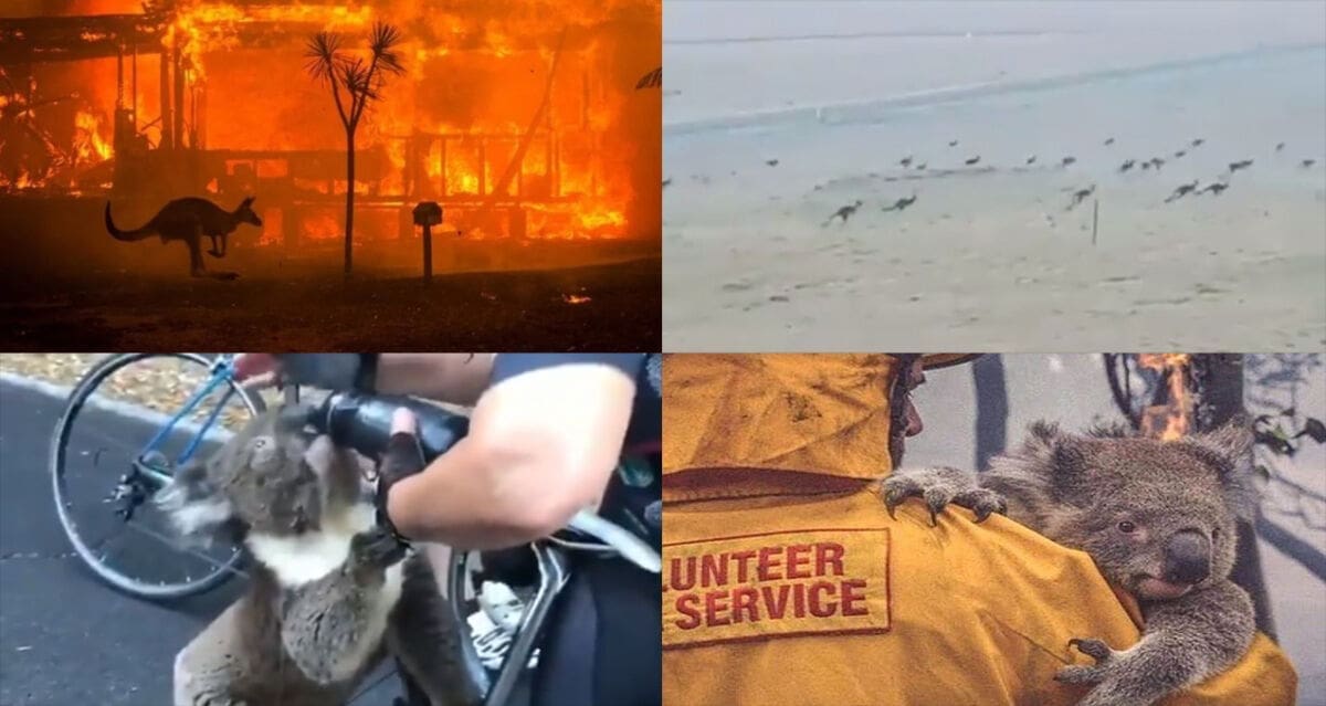 STRADALO POLA MILIJARDE ŽIVOTINJA Požari u Australiji: Izumrlo 30 posto koala, životinje masovno bježe od plamena