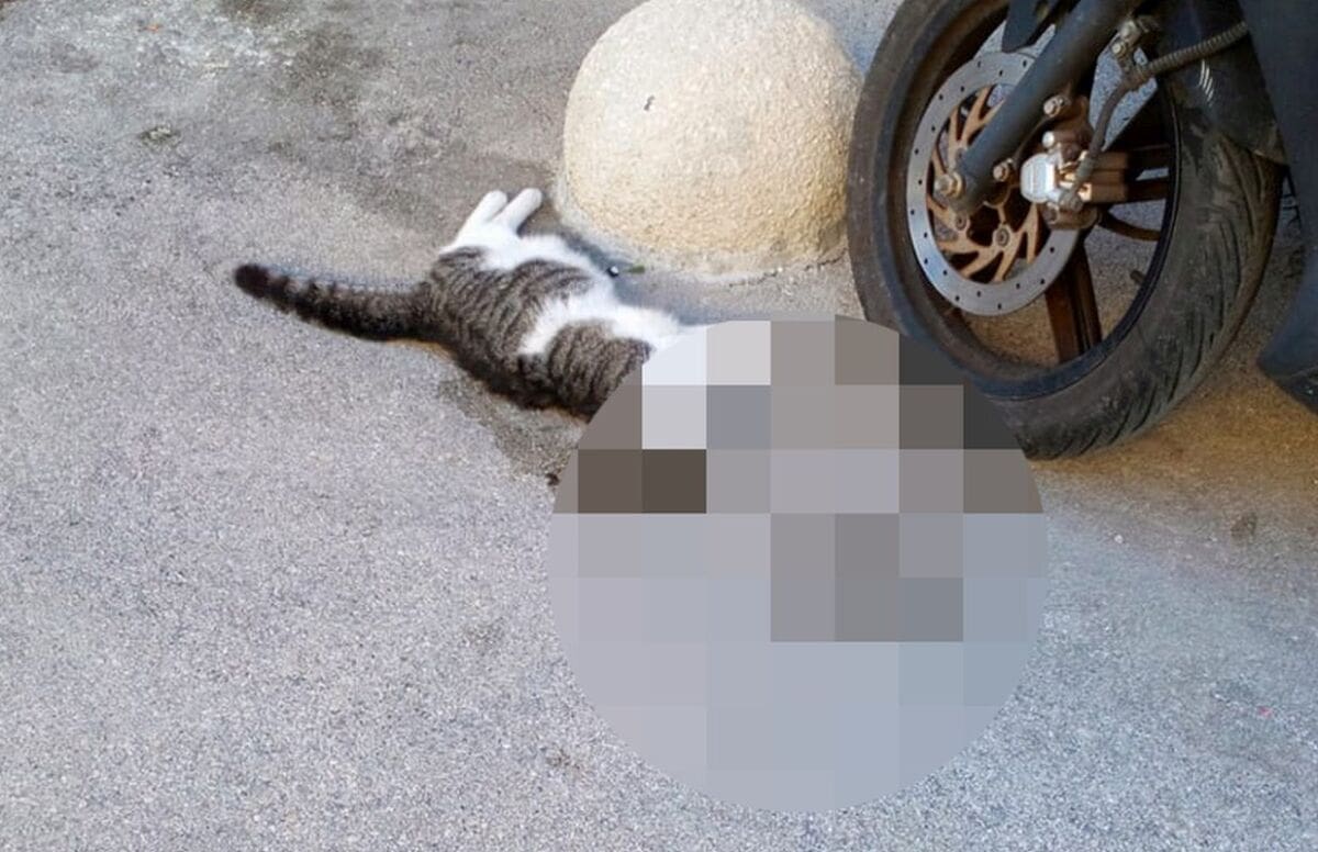 JOŠ JEDAN SLUČAJ TROVANJA Uginula maca u Plinarskoj, Splićanka: "Nudim 1.000 kuna onome tko ima bilo kakvu informaciju"