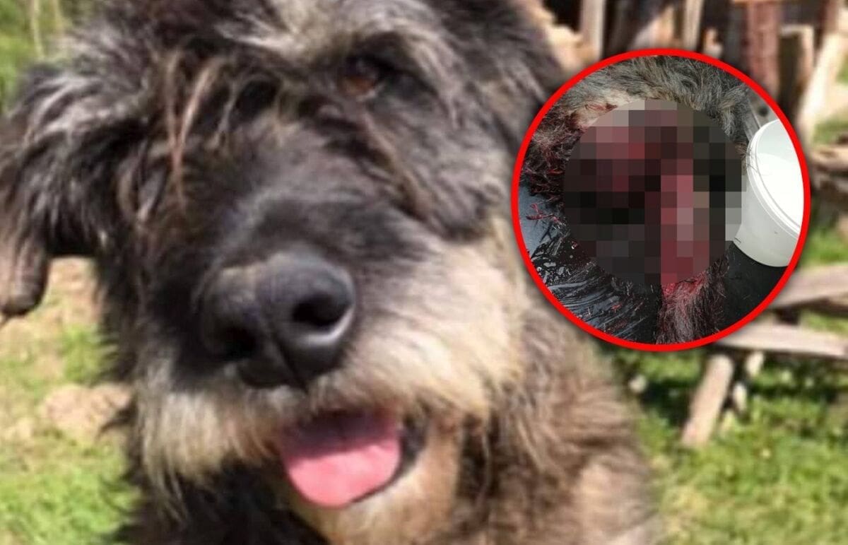 UZNEMIRUJUĆI SADRŽAJ Neviđeni horor: Petarda u analnom otvoru psića Kiru stajala života