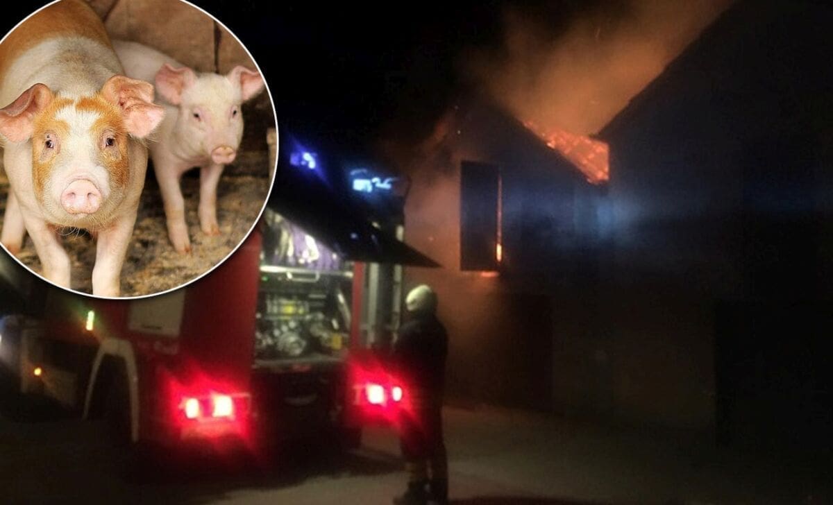 Požar u štali u Zagori: Izgorjeli dva praseta i šest praščića