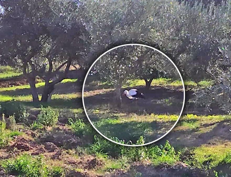 Čitateljica iz Kaštela upozorava: Roda je sletjela u lovno područje, izgleda izgubljeno