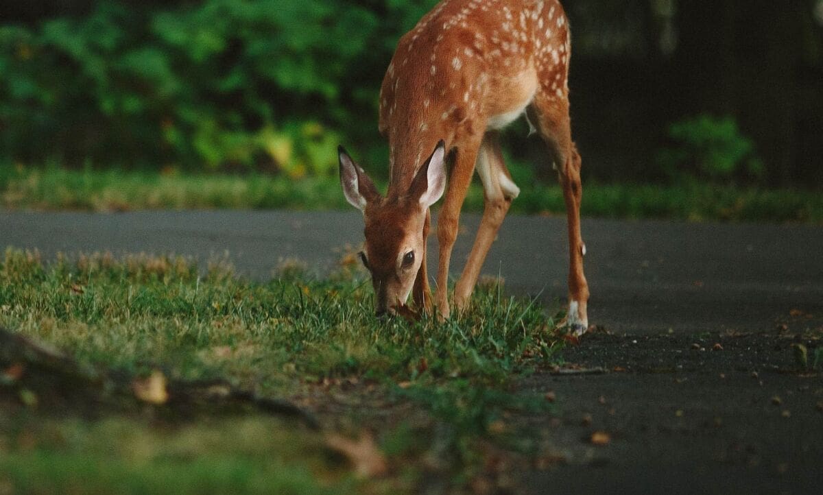STANJE U PROMETU Olujna bura usporava promet, na autocesti uočena srna