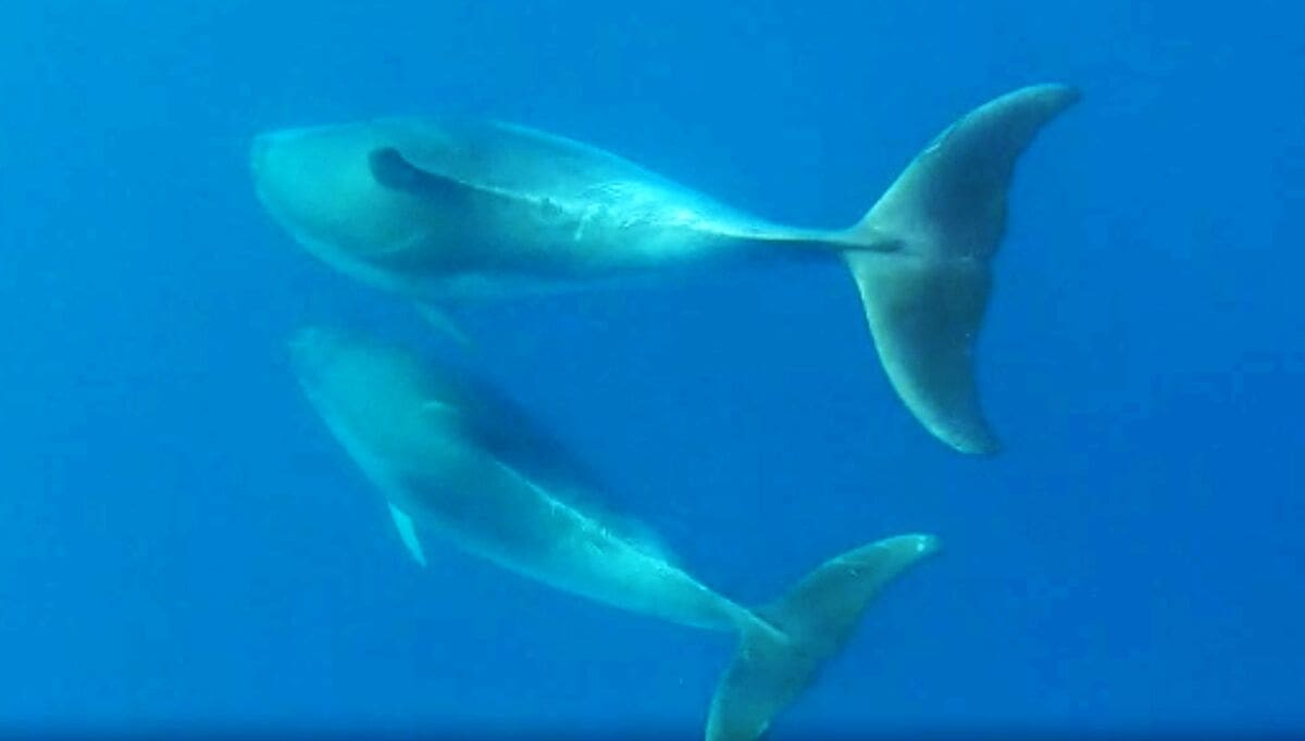 NEZAPAMĆENI POKOLJ DUPINA Krvoproliće koje je užasnulo svijet: "Morat ćemo nešto mijenjati..."