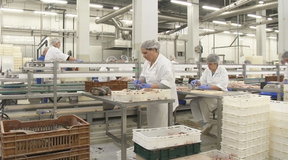 Sardina, jedna od rijetkih iz Dalmacije koji izvoze: Proizvod s Brača u 27 zemalja - od Amerike do Kine