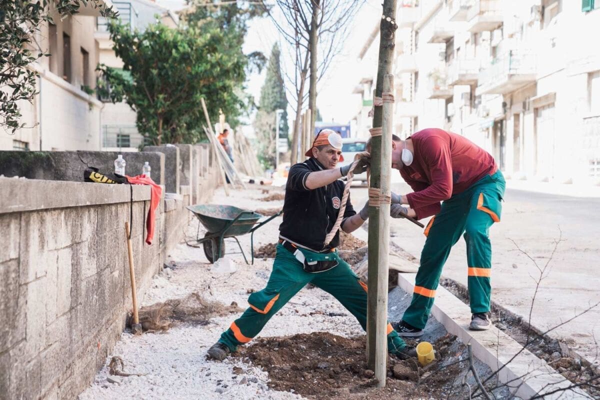 MATOŠEVA DOBIVA NOVI SJAJ Parkovi i nasadi zasadili novi drvored od 36 lipa