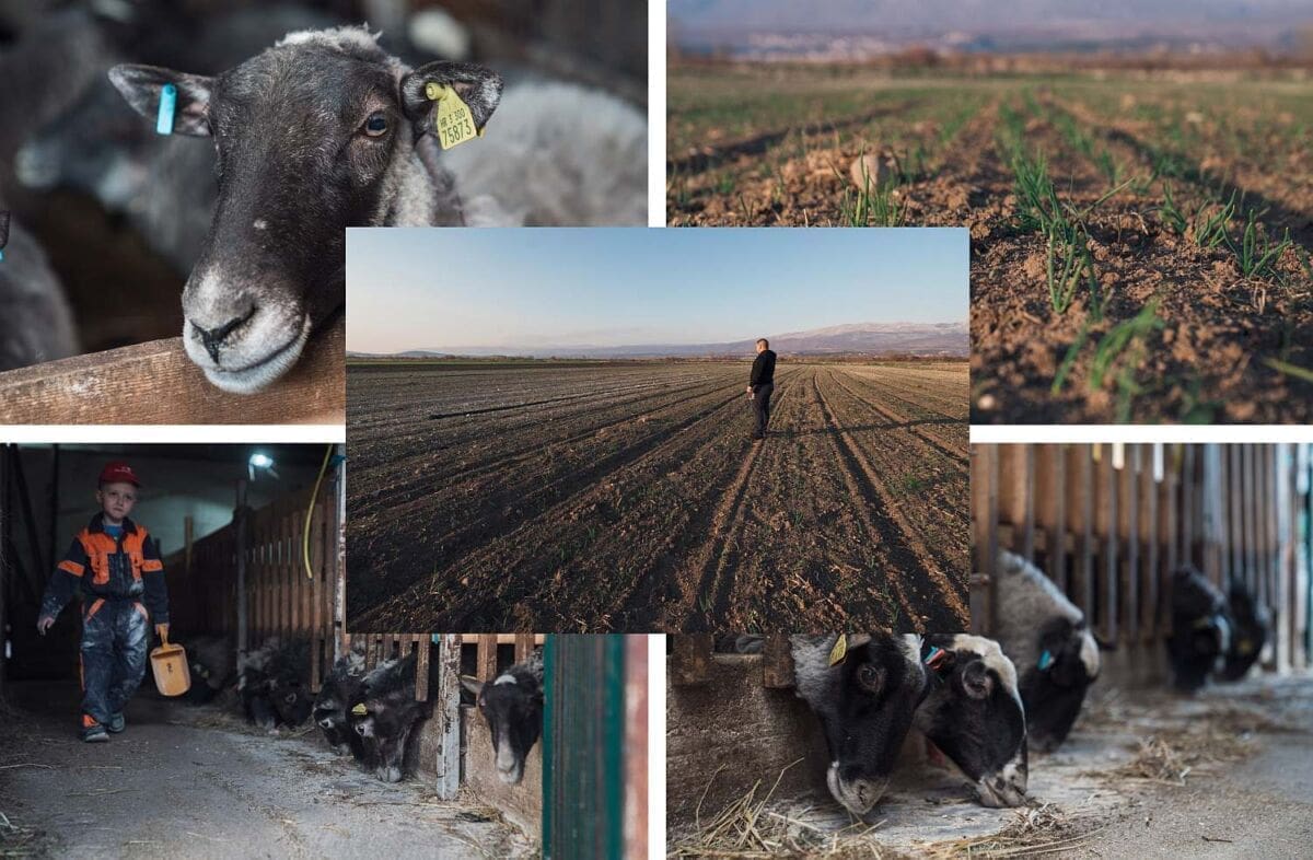 POSJETILI SMO OPG MLADOG POLJOPRIVREDNIKA Od ovce do kupusa: "Nije mi palo na pamet otići iz Hrvatske. Zagora može hraniti cijelu Dalmaciju"