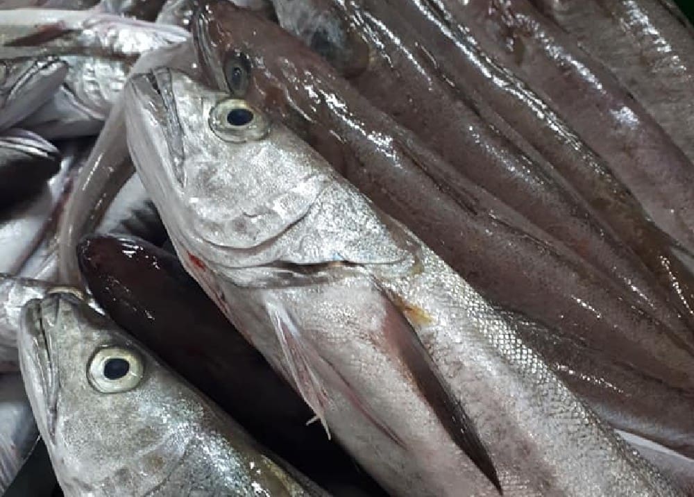 Važna obavijest za ribare: Od srijede privremena obustava koćarenja