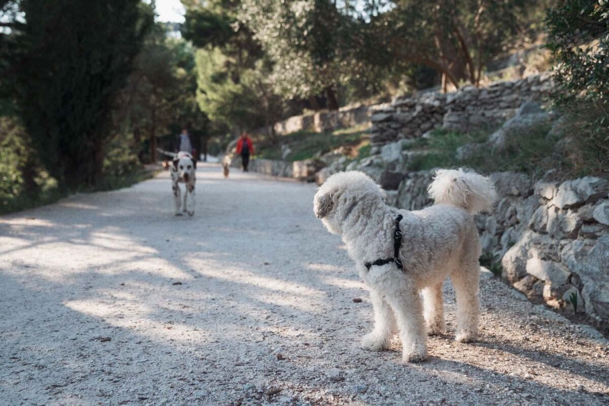 Srdarević: U Splitu su Marjan i Trstenik zatvoreni za pristup građanima