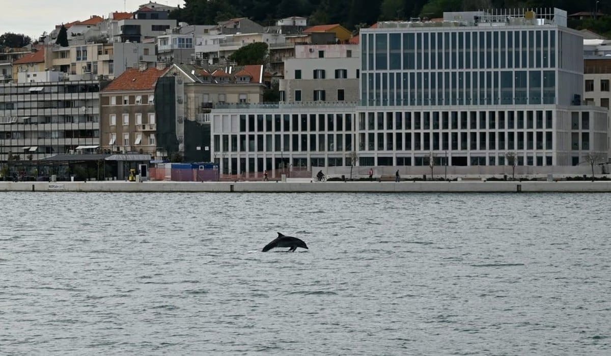 LIJEPI NEDJELJNI PRIZOR Razigrani dupin doplivao do Splita