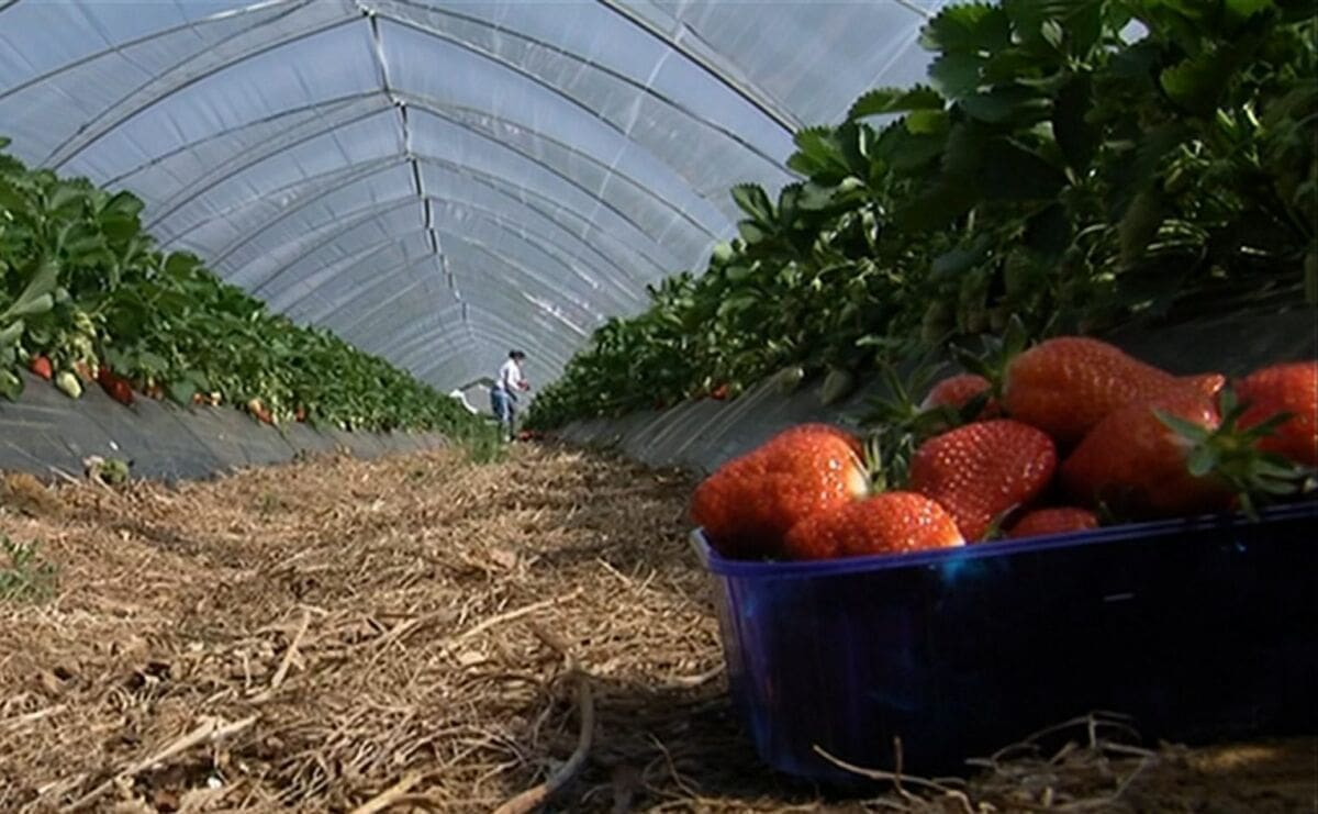 "OČEKUJEMO REKORDNE KOLIČINE" Počela berba jagoda: "Morali smo odbiti dio radnika"