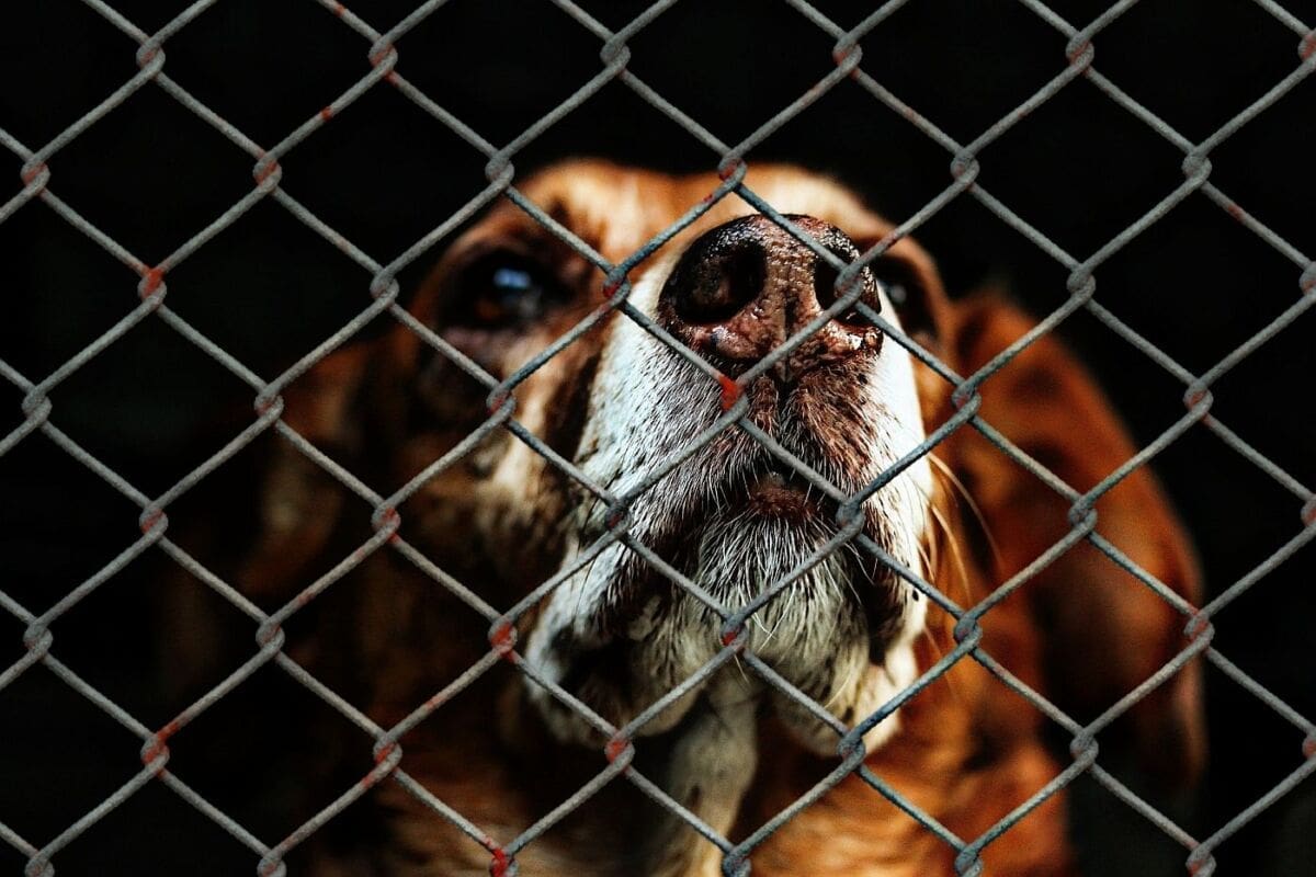 OSUMNJIČEN ZA MUČENJE ŽIVOTINJA Drnišanin pijan zračnom puškom gađao susjedovog psa