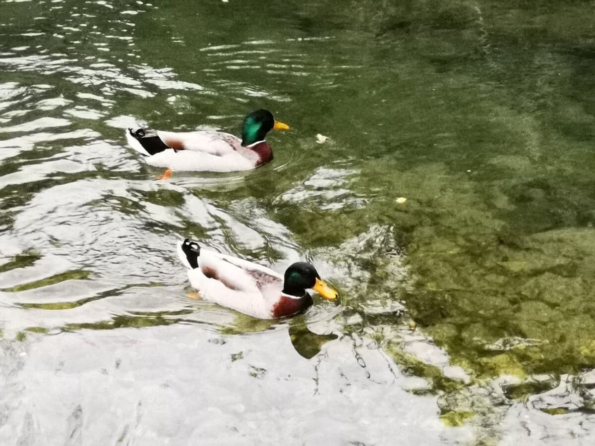 I patke se u Brodosplitu drže preporučene udaljenosti