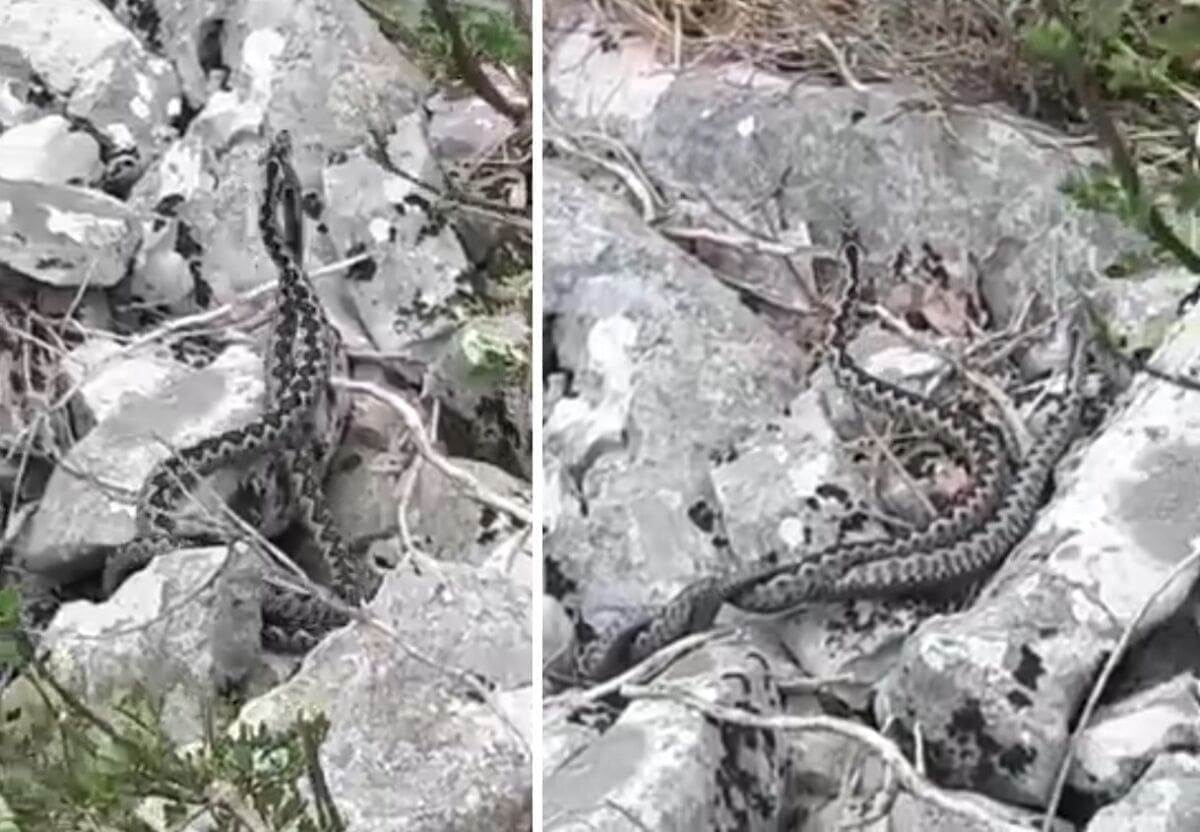 SEZONA PARENJA POSKOKA Pogledajte zanimljivu snimku nastalu u Dugom Ratu