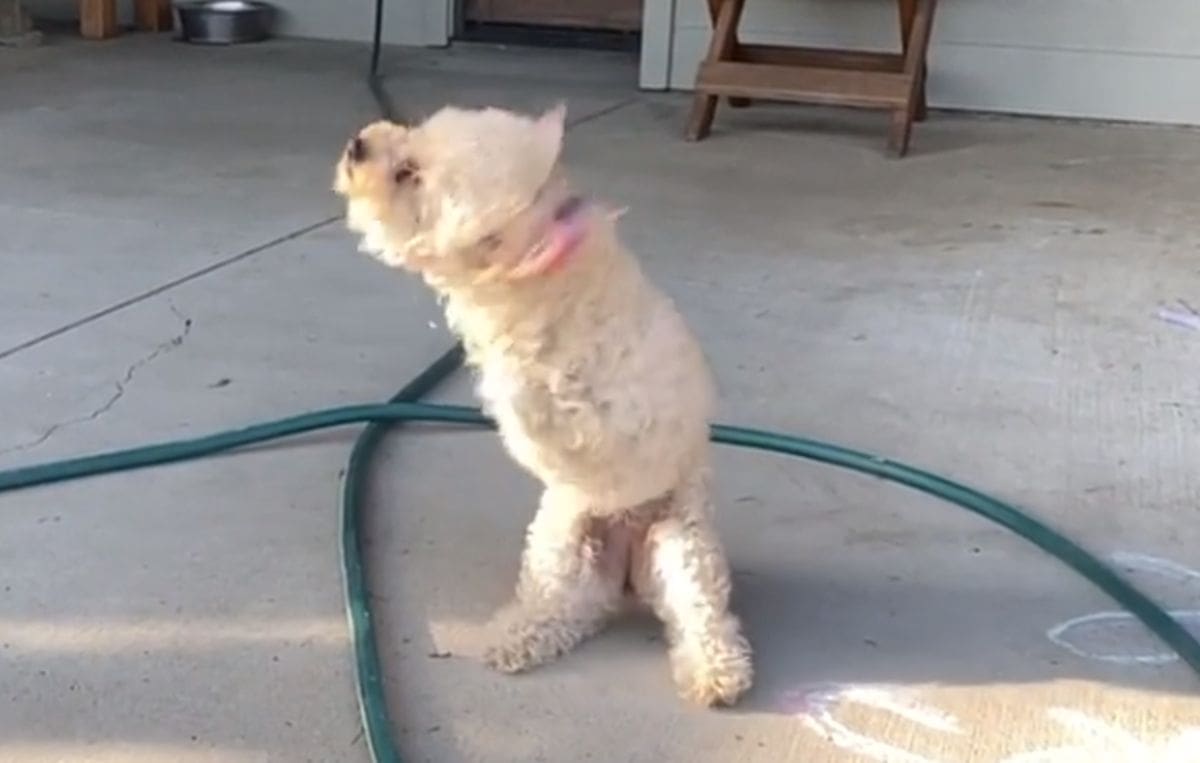 OVO ĆE VAS ODUŠEVITI Cori Rose su amputirali prednje noge, ali ona je postala motivacija svima