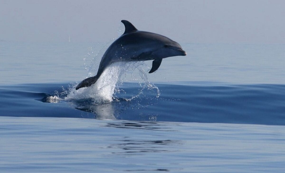 Dupini u splitskoj trajektnoj luci
