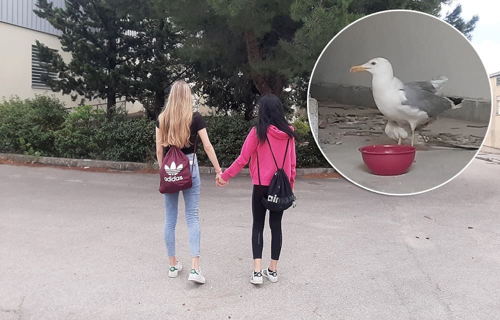 MLADI SPLIĆANI VELIKOG SRCA Ozlijeđenoj životinji osigurali drugu šansu za život