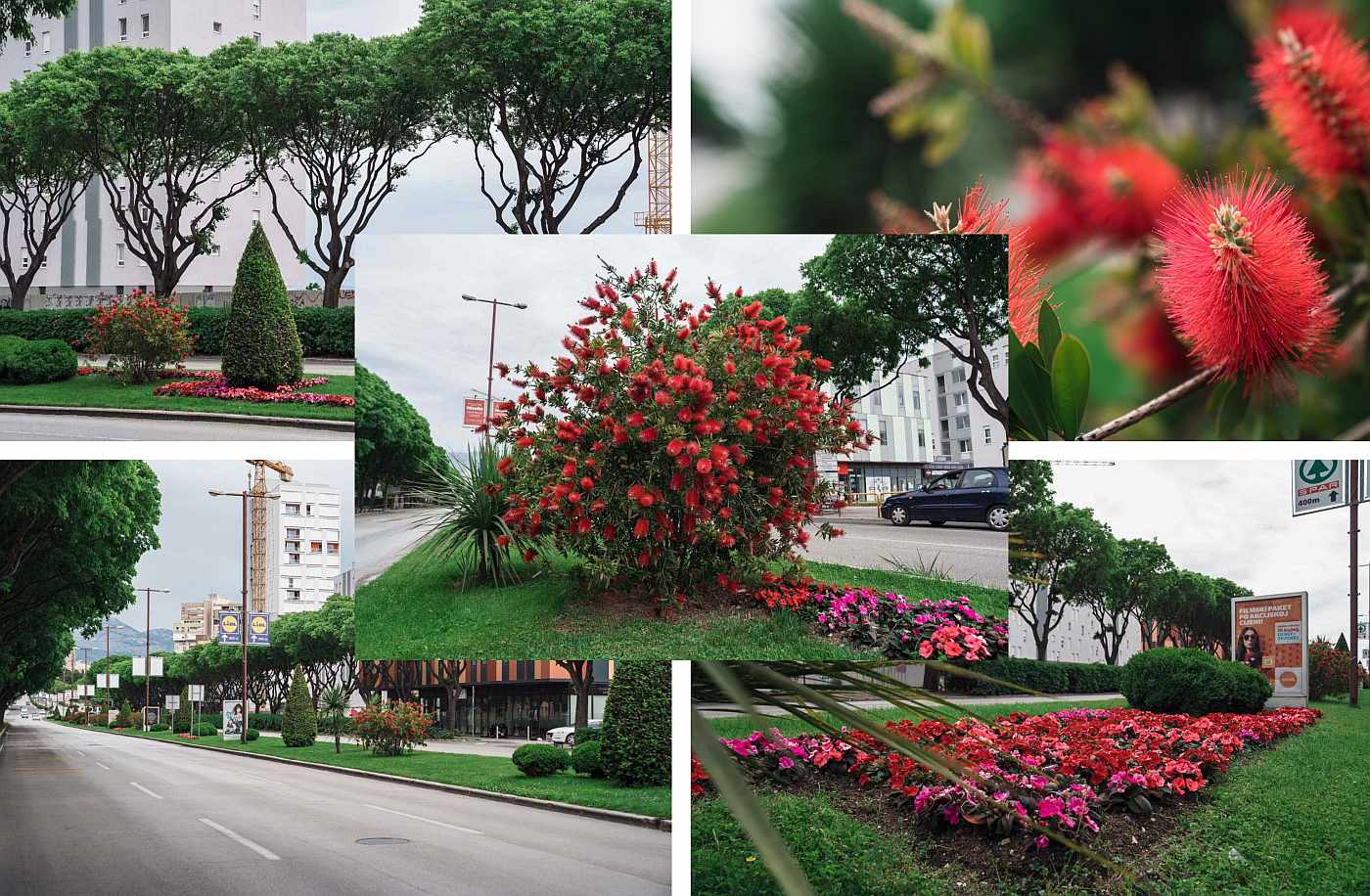 MEĐU NAJLJEPŠIMA U SPLITU Uređenost uz gradske prometnice varira od ulice do ulice, no Poljička doslovno "cvate"