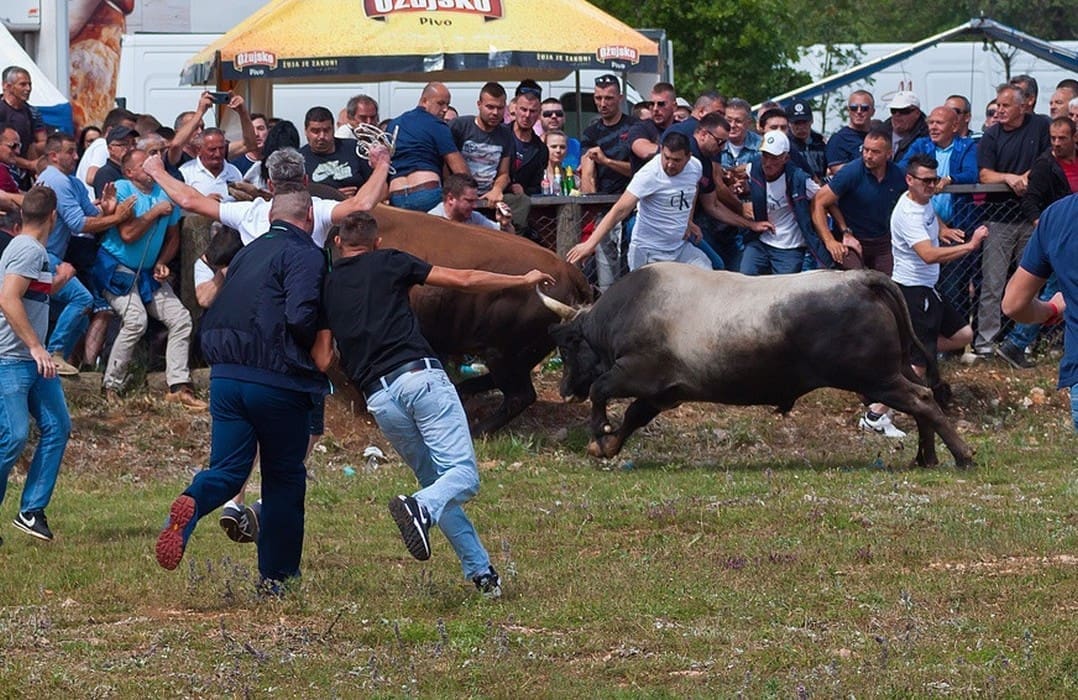 EKSKLUZIVNO Ovo je trenutak kada su se bikovi u Dicmu zaletjeli prema publici